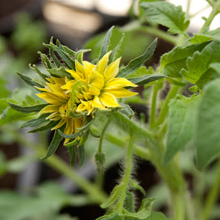 Blossom on 58-day-old Black Krim tomato plant