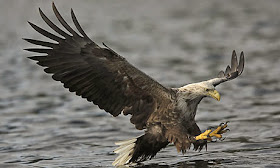 http://www.telegraph.co.uk/news/earth/wildlife/11302220/Sea-eagles-eat-more-lamb-than-fish-despite-their-name-according-to-research.html