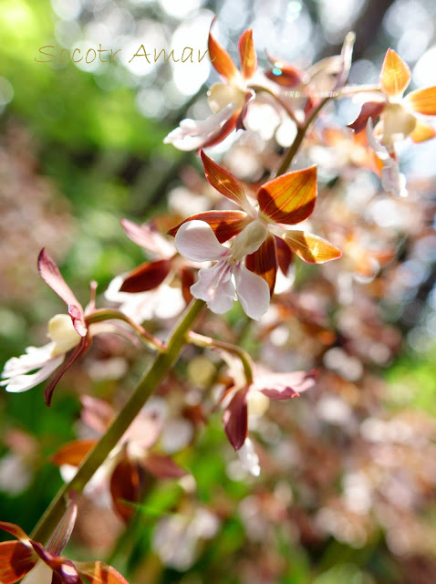 Calanthe discolor