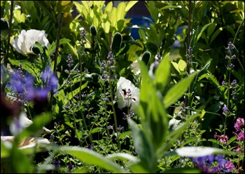 tuin 4