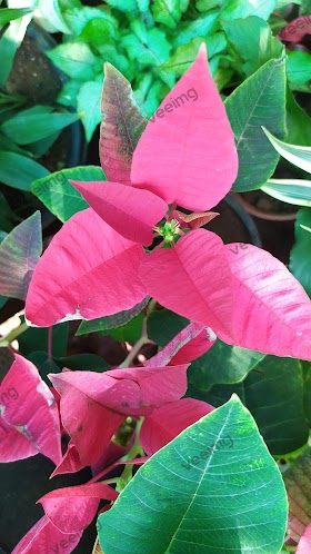 Bougainvillea glabra