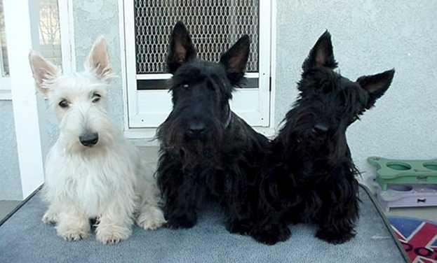 Breeds Scottish Terrier Dog