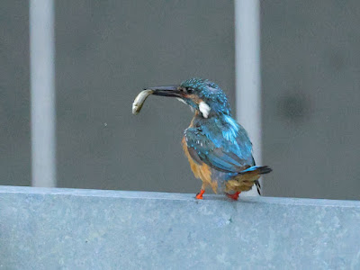 ひとくちサイズのお魚を捕まえたカワセミ