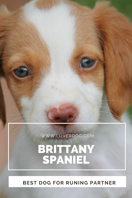 Brittany Spaniel