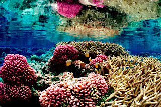 coral reef Pacific, coral reef