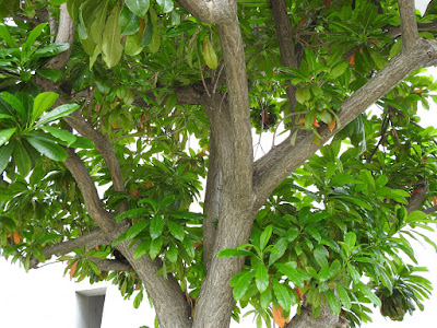海檬果的樹幹