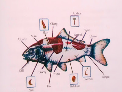 Gambar Cara Menang Kontes Ikan Koi Dan Cara Mencegah Serta Mengobati Penyakit Ikan Koi