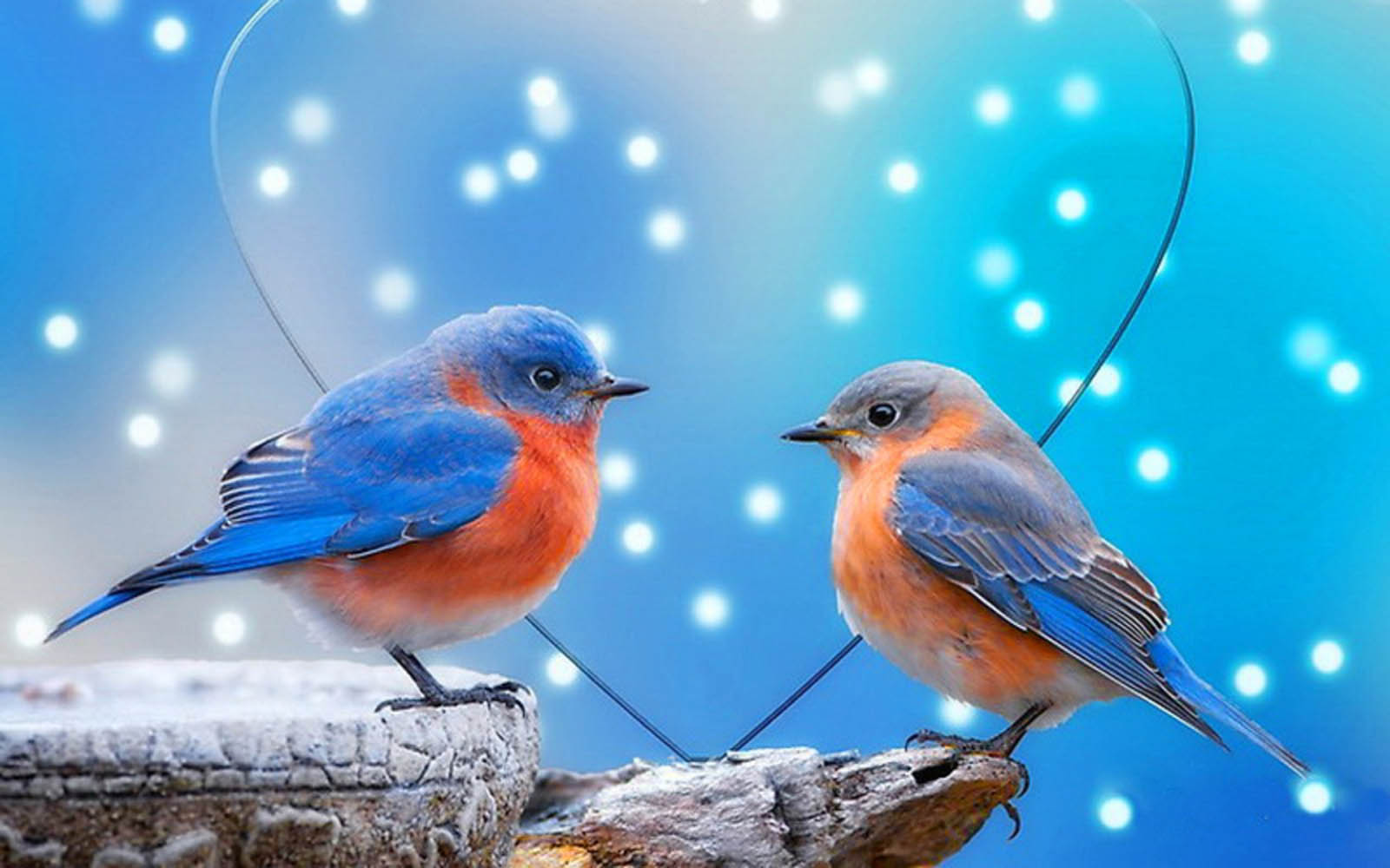 Blue Love Birds
