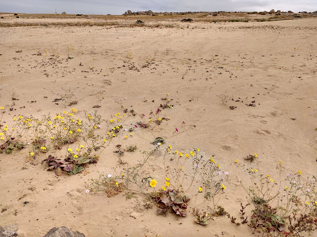 Desierto florido, Playa La Virgen, Caldera, Región de Atacama, Chile