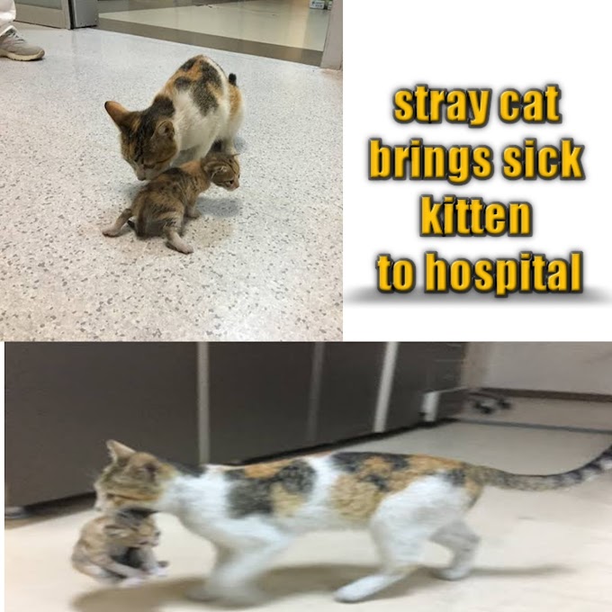 Mother  stray cat brings sick kitten to hospital