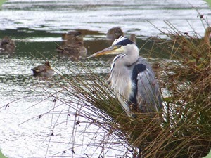 Grey Heron