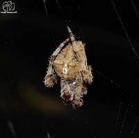  Araña de jardín europea o araña de la cruz (Araneus diadematus).
