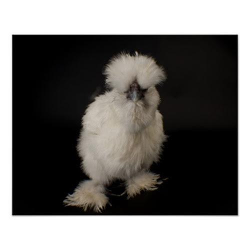 A Silkie Bantam Chicken | Cute Photo Poster