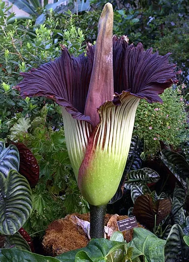 Amorphophallus titanum (Flor Cadáver)