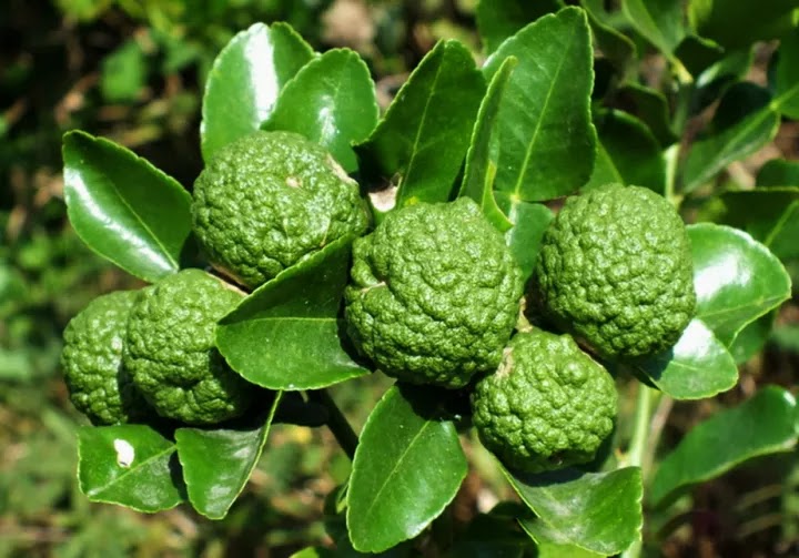 bibit jeruk purut cepat berbuah pohon tanaman buah siap kirim antar kota Biboki Selatan