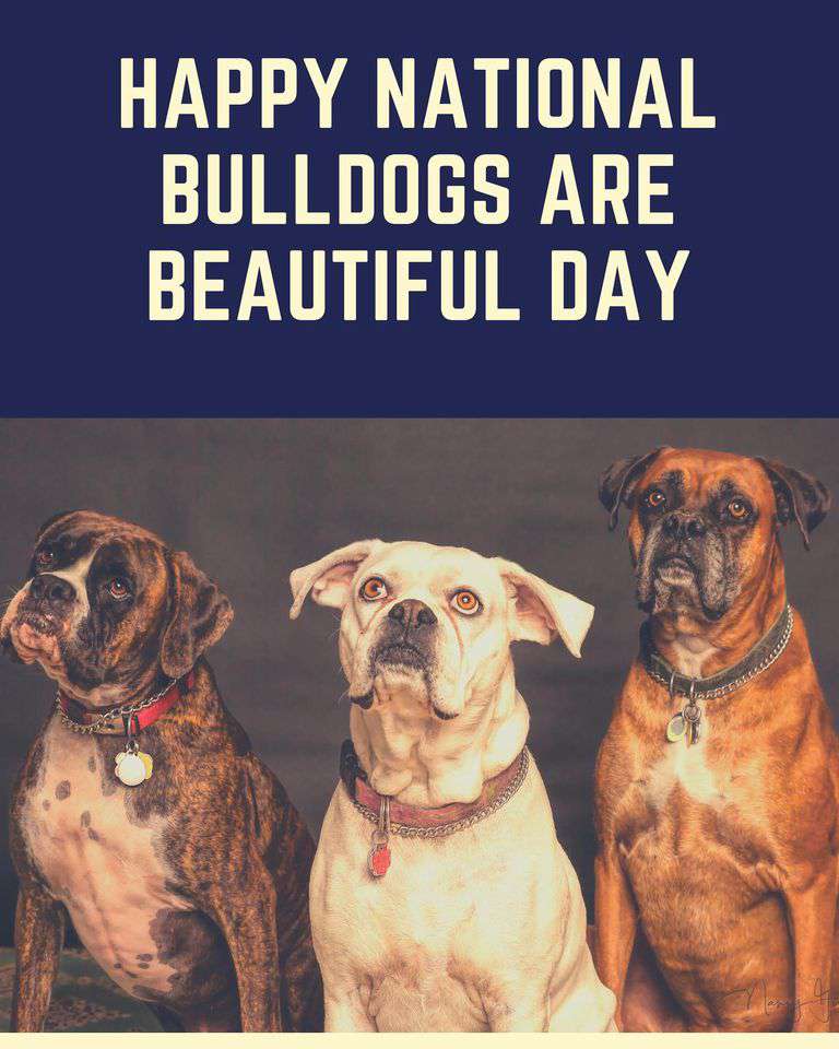 National Bulldogs Are Beautiful Day Wishes Awesome Images, Pictures, Photos, Wallpapers
