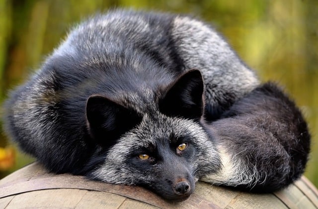 Silver fox facts and information