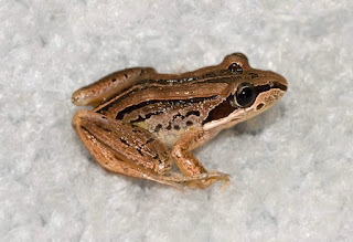 Evolutionists study things to find evolution. There is little value in studying the evolution of frog patterns, but the genetics aspect may be useful.