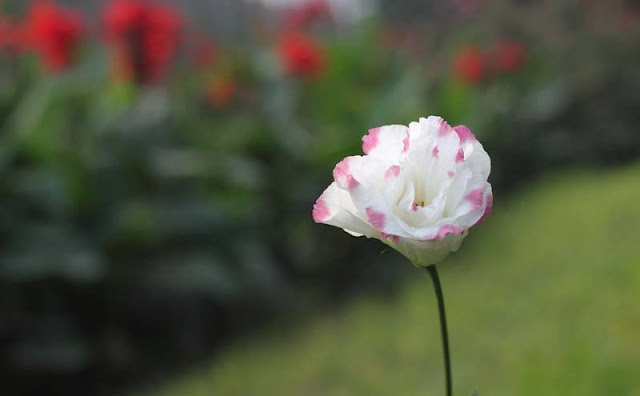 Lisianthus Flowers Pictures