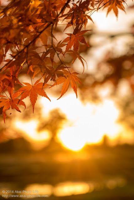 夕焼けを背景を紅葉を写した写真