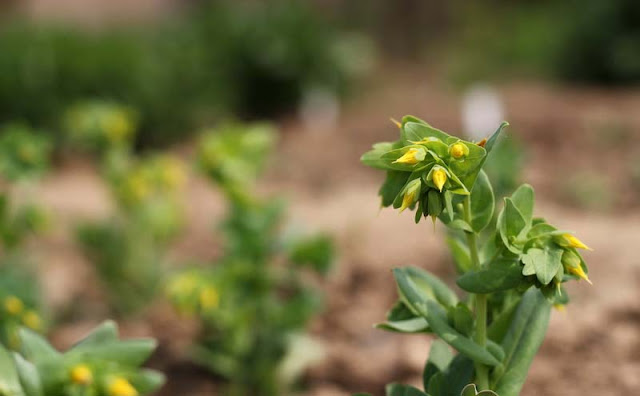 Cerinthe Minor Flowers Pictures