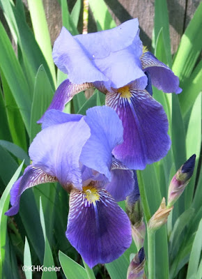 iris