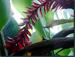 redflower