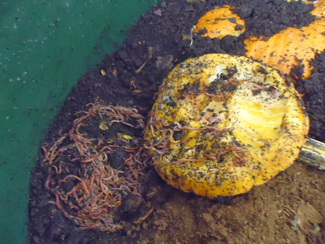 organic pumpkin in the worm wigwam