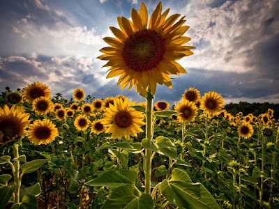 fotos de campos de amarillos girasoles