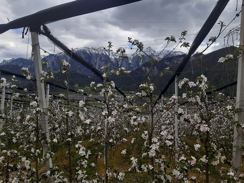 Meli in fiori nella Bassa Valsugana