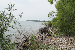 Naturalized area of Bluffers Beach