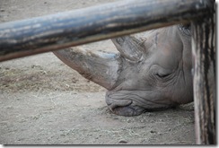 rhino