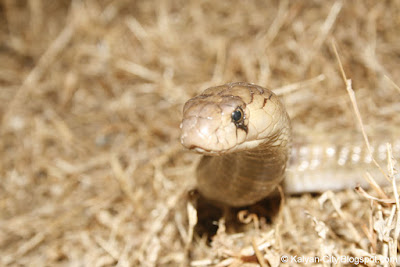 Small Indian Cobra