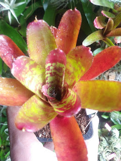 Neoregelia wild tiger