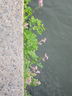 spring flowers on Wumen Bridge, Suzhou, China