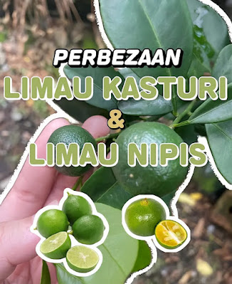 Perbezaan limau nipis dan limau kasturi, limau nipis, limau kasturi,  colek limau kasturi