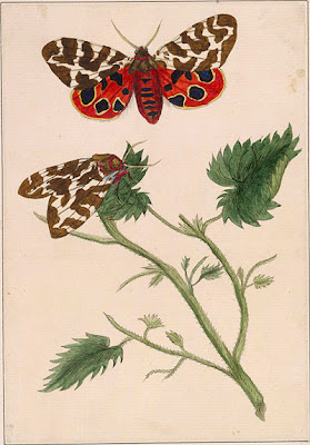 Two Garden tiger moths (Arctia caja) one in flight, another perched on a branch