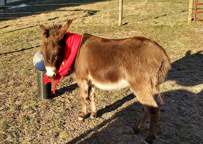 mini-donkey-in-red-scarf