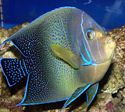 large angel fish