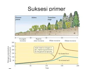 Suksesi Primer adalah