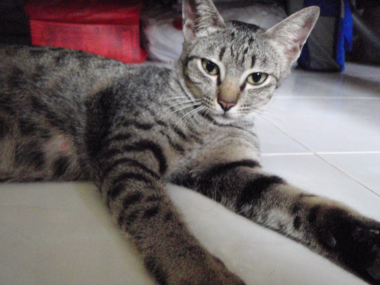 Dee Alkisah Kucing Peliharaan Farhan Aizuddin