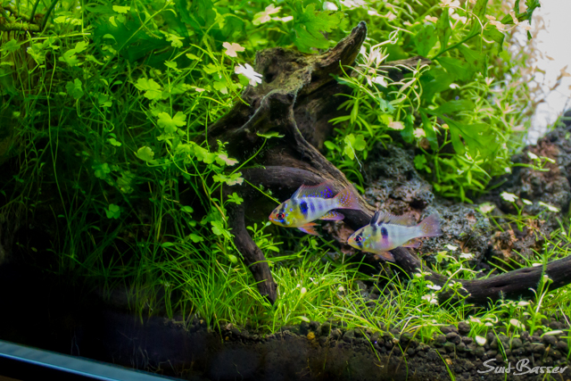 ジャーマン ラミレジィのペアが入居しました Nature Aquarium Fan