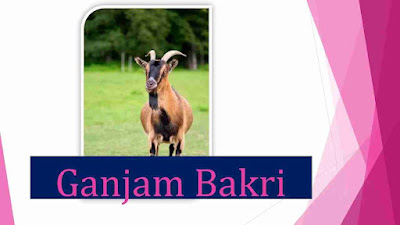 Ganjam_Bakri