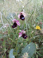 Ophrys bertolonii (orchidea spontanea della murgia pugliese)