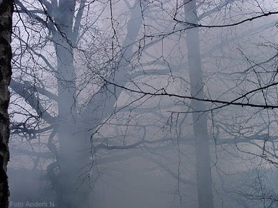 tree, trees, smoke, fog, träd, dimma, rök