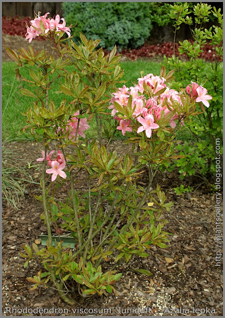 Rhododendron viscosum 'Juniduft' - Azalia lepka  'Juniduft' 