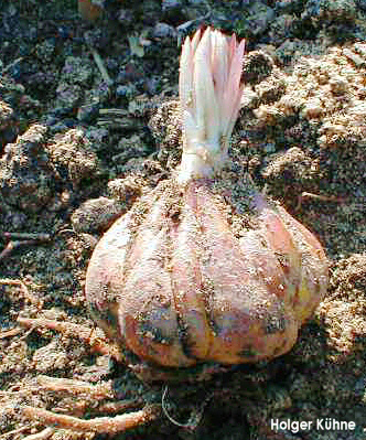 Лилия Росторна (Lilium rosthornii)