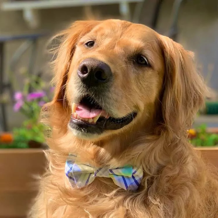 14-Year-Old Has Sewn Over 1,000 Bowties To Help Dogs Find Their Forever Home