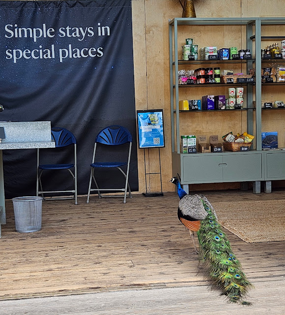 Image of peacock entering the camp shop. There is a wall hanging in black and white which says "simple stays in special places"