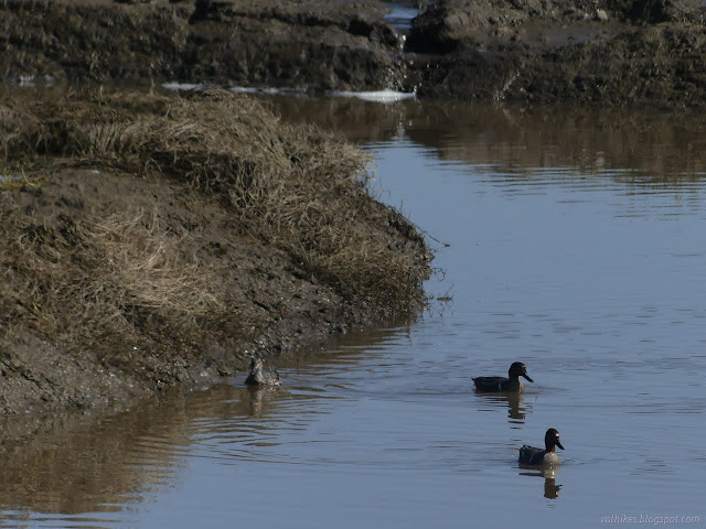 42: ducks in the water